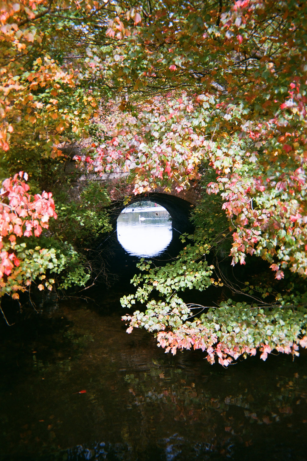 Which Search Led To This Hole (Classic Semi-Glossy Paper Poster 30x45 cm / 12x18″)